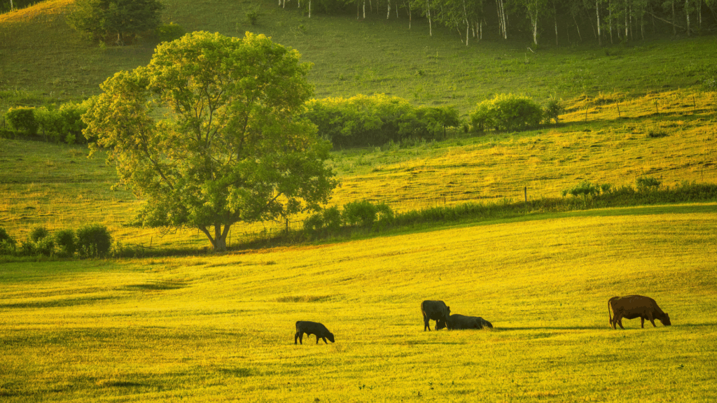 La tragédie des communs mal administrés